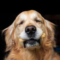 Gourmet dog biscuit manufacturer collapses